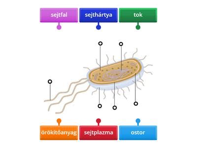 Baktériumok sejtfalának szerkezete