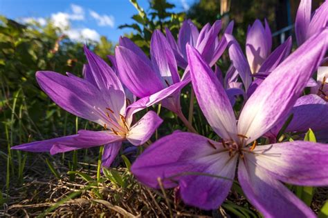 Őszi kikerics virág