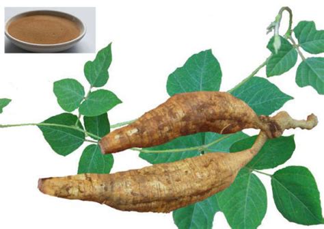 Kudzu gyökér növény