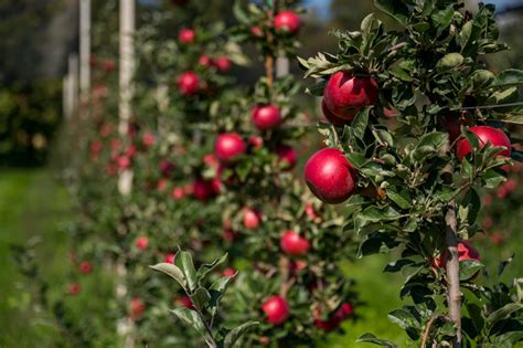 Almaültetvény cider almákkal