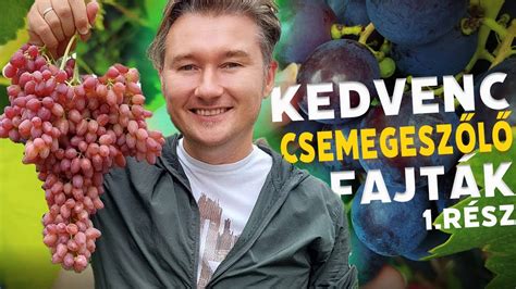 Magyarország legelterjedtebb vörösborszőlő fajtái 2019