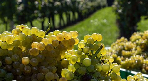 Olaszrizling szőlőfürt