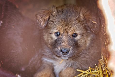 Kutya és borospohár a tokaji szőlőtőkék között