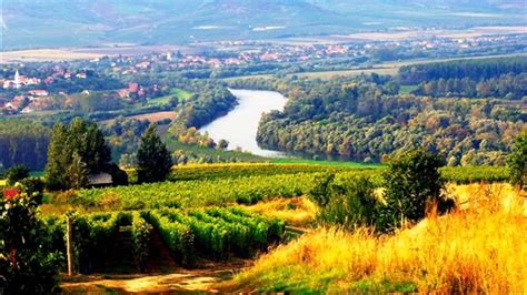 Tokaji borvidék tájképe szőlőültetvényekkel