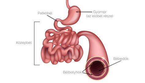 A vékonybél belső felépítése