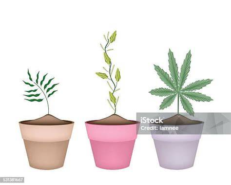 kannabisz növény és felhasználás alapok