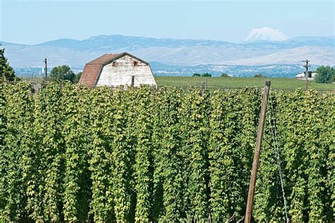 Yakima Valley hop fields