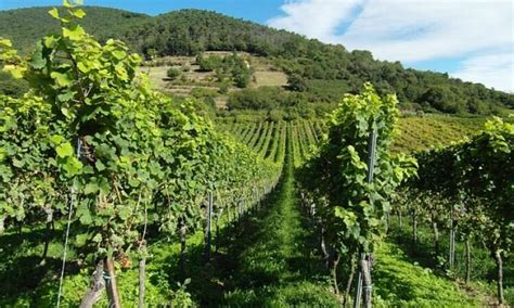 Neszmélyi szőlőültetvények