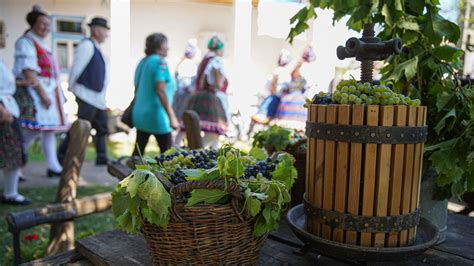 Szőlőpréselés és hűtött erjesztés folyamatát ábrázoló infografika