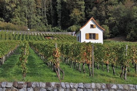 Szőlőskert naplementekor