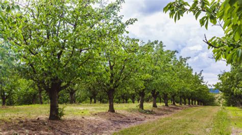 Kecskeméti gyümölcsösök