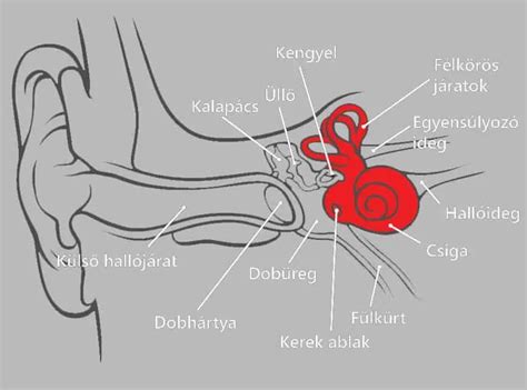 Belső fül anatómia diagram