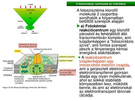 Sztómák szerkezete és működése