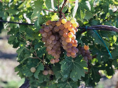 Cserszegi Fűszeres szőlőbogyók