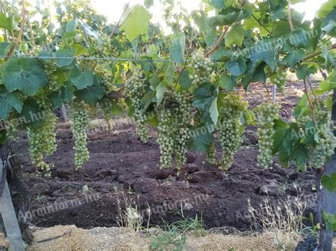 Furmint szőlőültetvény