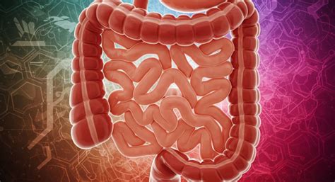 Bélrendszer és mikrobiom