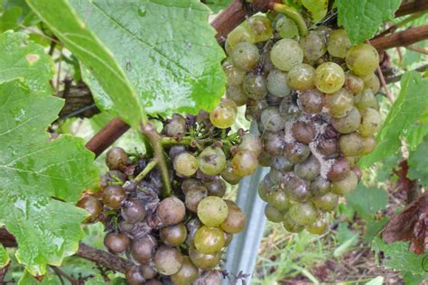 Botrytis cinerea gombafonalak szőlőszemen