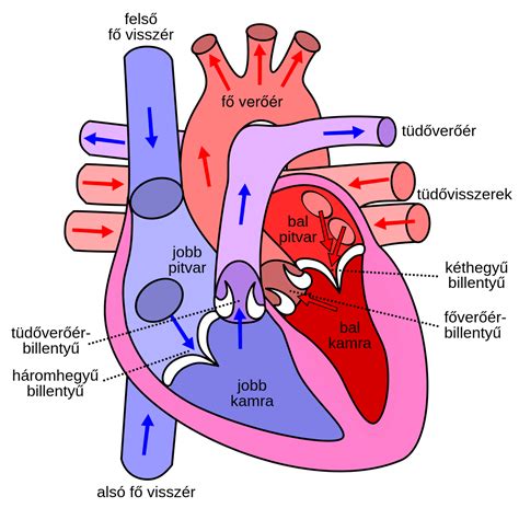 Szív diagramm és az alkohol hatásainak jelölése