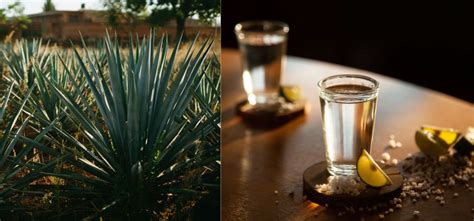 Jimadorok az agávé betakarításánál