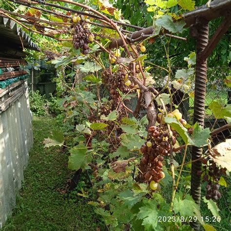 Szőlőfürtök metszőollóval