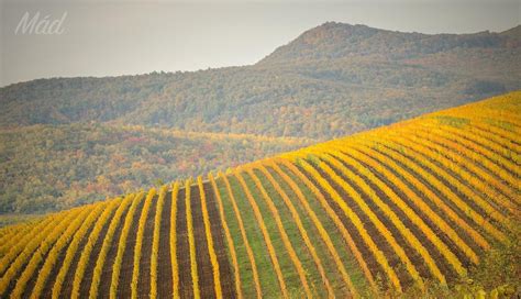 Mád szőlőültetvények