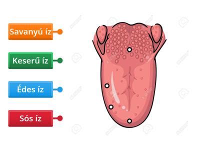 Az emberi nyelv ízlelőbimbóinak mikroszkópos képe