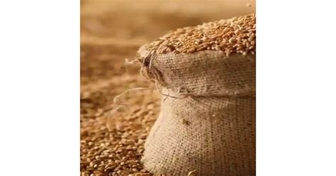 Maláta szemek roppantása