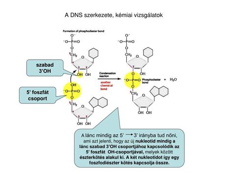 Sörhab molekuláris szerkezete