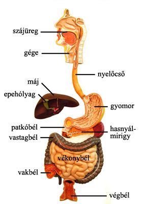 A pincérdreko részei és működése