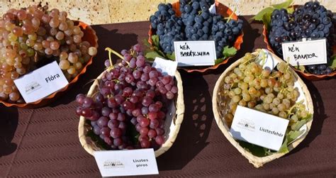 Különböző szőlőfajták