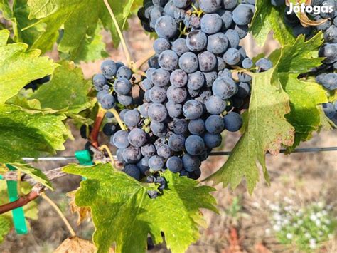 Kékoportó szőlőfürtök