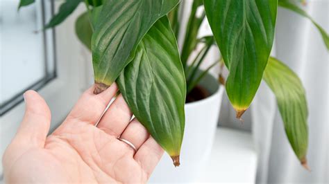 poros szobanövény levelek