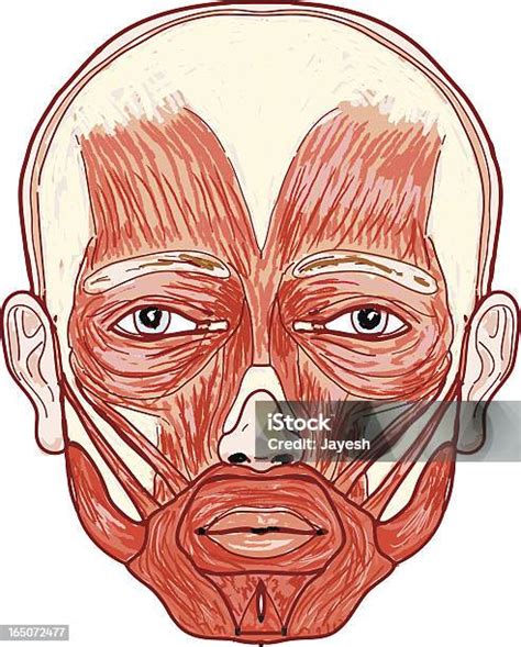 emberi arc fájdalommal