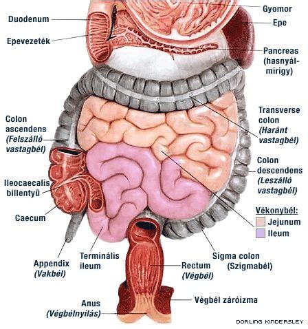 Az emberi bélrendszer mikroszkóppal