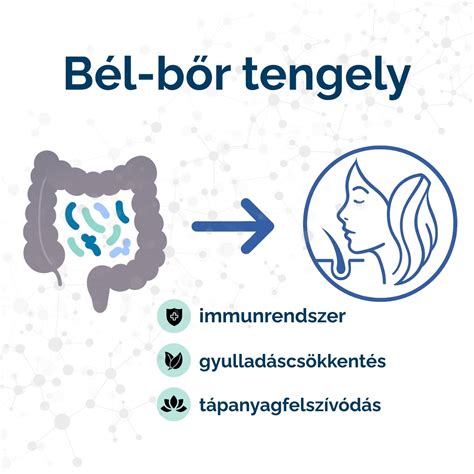 bélflóra és sör kapcsolata infographic