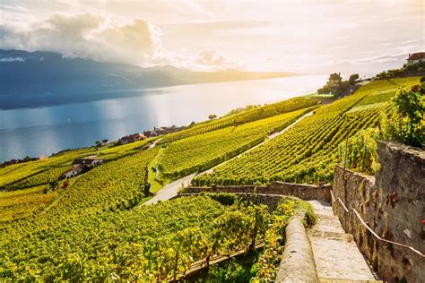 Lavaux borvidék teraszos szőlői