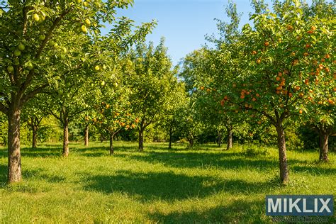 Gyümölcsös gyümölcsfákkal