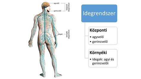 Az emberi idegrendszer illusztrációja