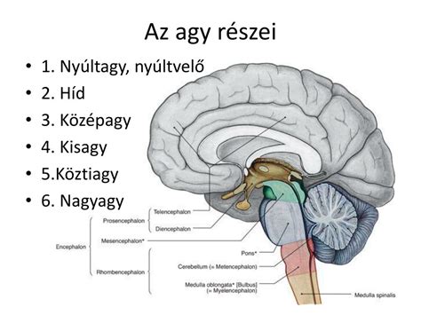 Az agy különböző területei