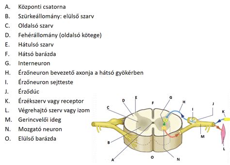 Az agy és a gerincvelő kapcsolódása