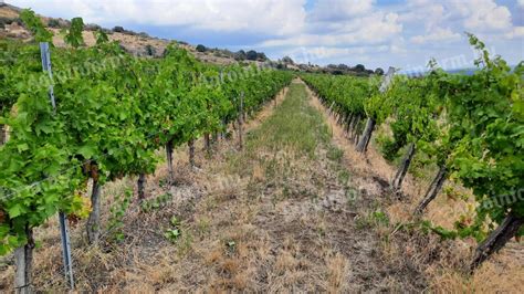 Szőlőültetvény naplemente idején