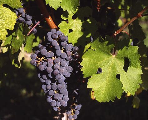 Cabernet Sauvignon szőlőfürt