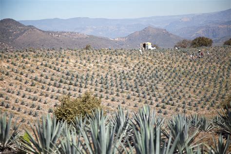 Agave ültetvény
