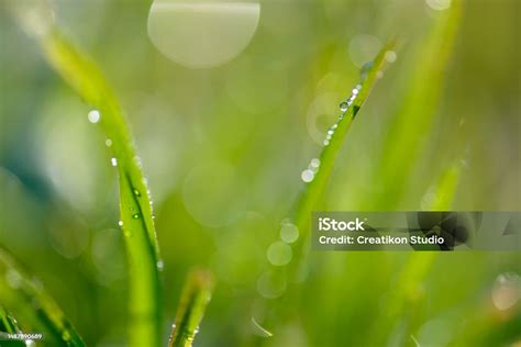 Zöld és fekete olajbogyók közeli képe