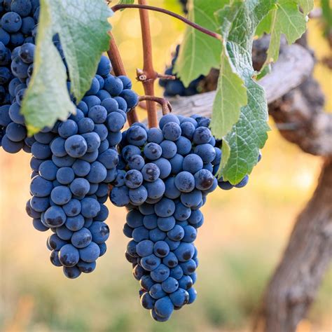Cabernet Franc szőlőfürt