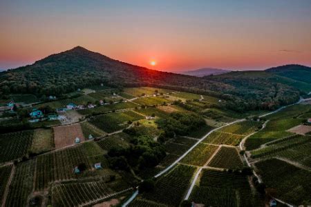 Villányi panoráma szőlőültetvényekkel