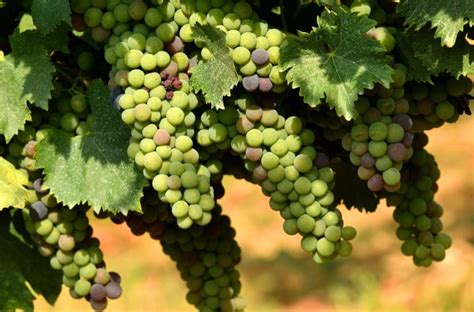 Különböző szőlőfajták képei