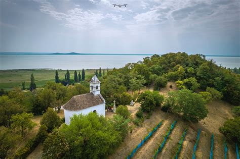 Balaton-felvidék tájképe szőlőültetvényekkel és olajfákkal