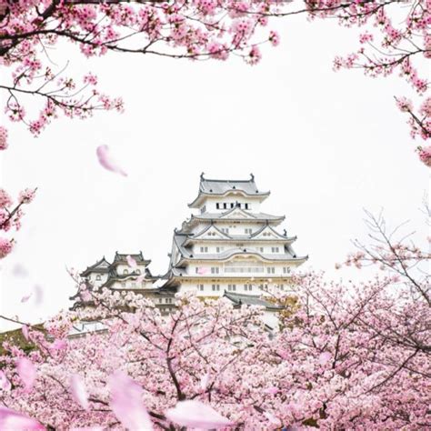 Japán cseresznyevirágzás