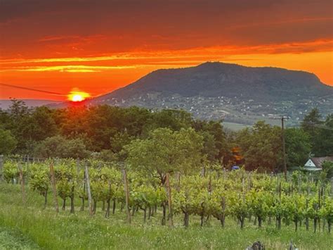 Badacsonyi panoráma a szőlők között